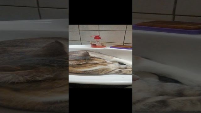 Муся в раковене смотреть онлайн