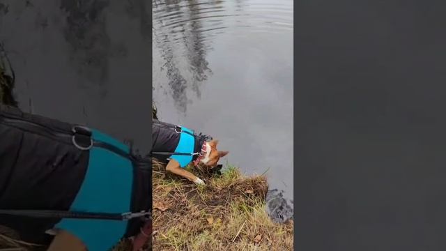 Новые обитатели водоёма - Окунь, Плотва Густера