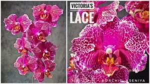 Phal. Victoria's Lace 💕 Домашнее цветение яркой азиатской орхидеи бабочка Кружево Виктории 🕸️Обзор