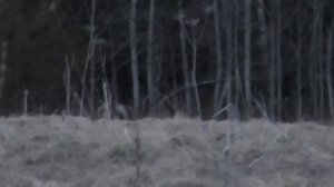 ОХОТА НА МЕДМЕДЯ / НА ПЯТЫЙ ДЕНЬ ПРИШЁЛ КОСОЛАПЫЙ К ПРИВАДЕ. СХВАТИЛ МЕШОК СО ШКУРКОЙ И В ЛЕС БЕЖАТ
