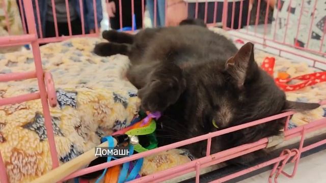 Ручная и нежная кошка Памела (3 года) в поисках дома. Отлично ладит с сородичами. смотреть онлайн