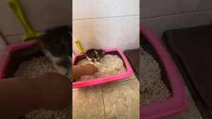 Как приучить котенка к туалету