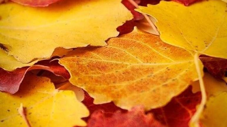 Открытка для поднятия настроения - #настроение #добрыйдень #день #красиваявидеооткрытка