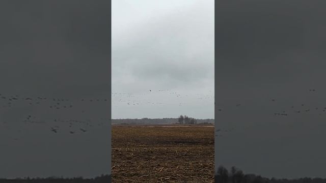 Гусь подтянулся в витебскую область #hunter #hunt #hunting #охота #охотанагуся #fishing смотреть онлайн