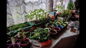 Плесень и пластиковые окна ! откуда в квартире плесень ! проблемы пластиковых окон !