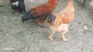 Чуть не потеряли всех кур. Обработка от пероеда Энтомозаном.