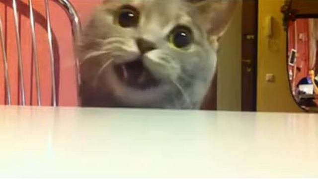 Кошачий невроз