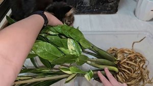 НОВЫЕ СОРТА ЗАМИОКУЛЬКАСА, распаковка посылки, пришли ДОРОГИЕ и РЕДКИЕ сорта