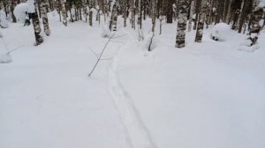 Охота на волков загоном. Волки вышли на меня 🐺🐺🐺❄🐾