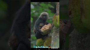 дикая природа