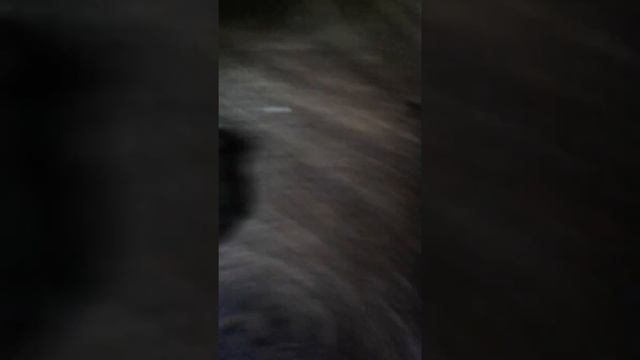 Мертвая мышь в доме смотреть онлайн