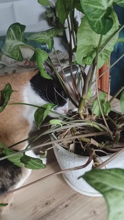 Главный контролер и погрызун. Матильда и Сингониум 😸🪴 #котикискотики #Ольга_дом_и_дача