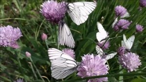 Пение птиц, звук лесного ручья и кузнечиков слушать 30 минут. Релаксация звуками природы Сибири