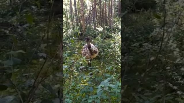 Страус в лесу Орехово-Зуевского района. смотреть онлайн