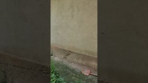 ХОНАИ ФУРУШИ СРОЧНО  ДАР  Ш.Вахдат ТОБЕЬ ДАР ДЕХАИ ТИЛЛОИ САФЕД.         ТЕЛ:919766850:000408568