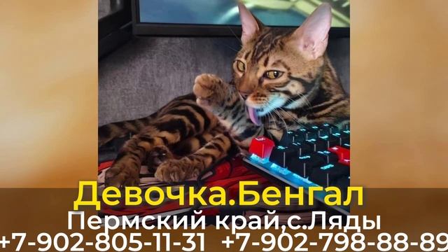 Пропала кошка! Девочка. Бенгал. Пермский край, с.Ляды