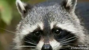 Слайдшоу под песню я Енотик полоскун .