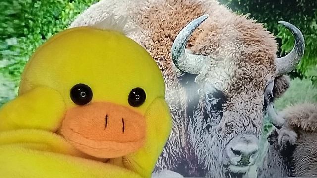 Зубр