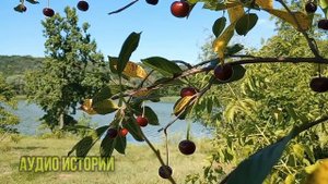 свекровь верила в лапшу своего сыночка и чувствовала себя как дома. пришлось открыть ей...