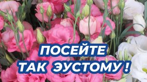 Выращивание эустомы из семян! Посейте так эустому - не пожалеете!