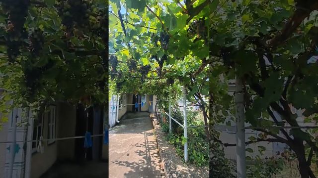 Недвижимость Каневская #краснодарскийкрай #недвижимость #каевскойрайон #продатьдом  #купитьдом