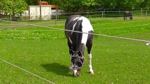 Что мы знаем о лошадях