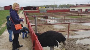 страусиная ферма