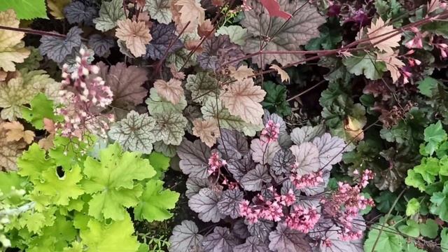 Декоративно лиственные и вечнозелёные 🌿🍀🌲хвойные новинки 🌲пересадки под новые посадки👌#цветыдлядуши