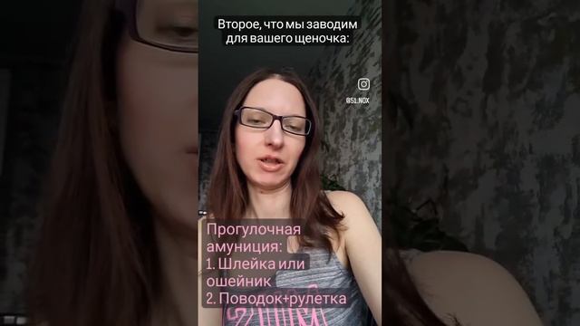 щенок шпица, что купить?