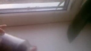 Террариум с муравьями