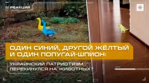 Один синий, другой жёлтый и один попугай-шпион: Украинский патриотизм перекинулся на животных?