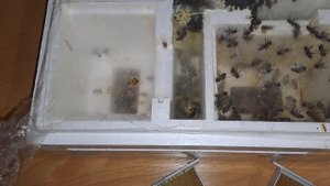 пчёлы в квартире часть 2  17 декабря 2023