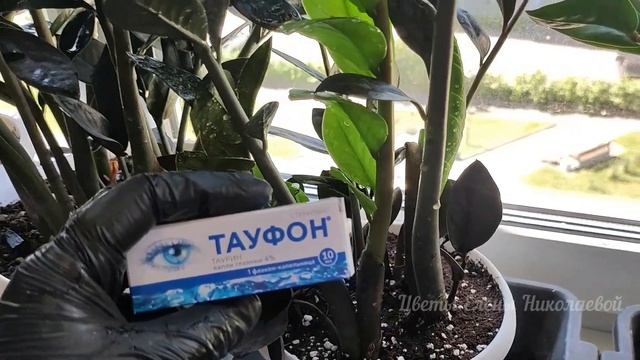 1 КАПЛЯ в ЗАМИОКУЛЬКАС и даже чахлый цветок ВЫДАСТ МНОГО НОВОЙ МОЩНОЙ ЛИСТВЫ