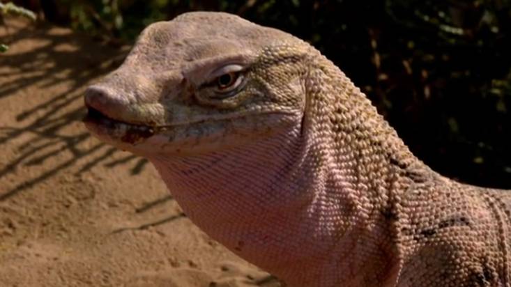 Варан. смотреть онлайн