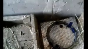 ЗИМНЕЕ ОТОПЛЕНИЕ ВОДЫ В НЕОТАПЛИВАЕМОМ САРАЕ