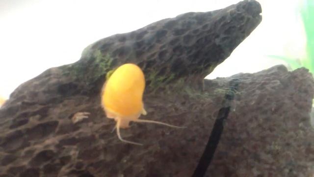 Golden Apple Mystery Snail смотреть онлайн