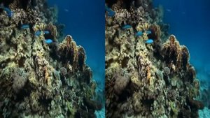 360 VR VIDEOS - 3D Ocean World: Underwater - VR Side By Side SBS Google Cardboard VR Box 2021
