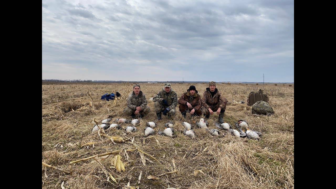 Охота на гуся 2021. Охота на гуся в Беларуси. 10.04.21. Goose hunting. смотреть онлайн