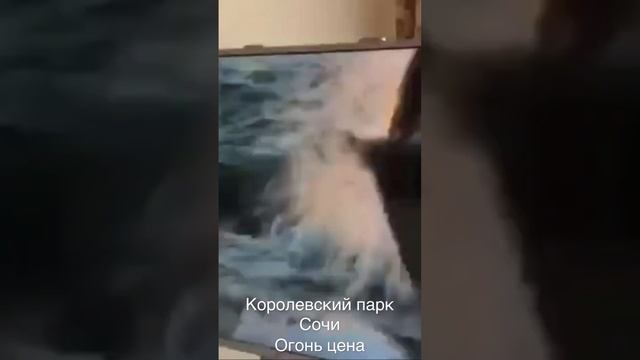 Королевский парк, рядом с актер Гелекси, Сочи. 63 метра по горячей цене, окна на море. смотреть онлайн