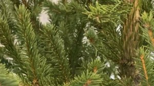 УКРАШАЮ КВАРТИРУ к новому году || ставлю елку, ИДЕИ декора, шопинг