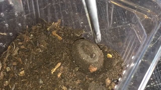 First Sun Beetle ( Pachnoda Marginata Peregrina ) Has Hatched смотреть онлайн