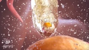 ovulation and menstrual cycle often called period