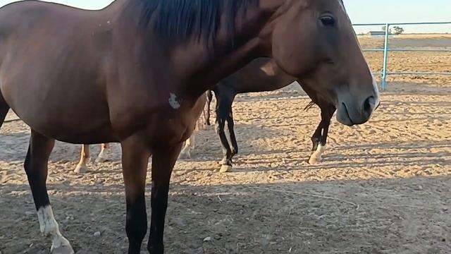 Продажа ЧК кобыла Drim Star 2017г Вх 173см Жерёбая от Real Furor ЦЕНА тел +79883400208 ВАЦАП смотреть онлайн