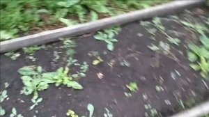 Обзор моих грядок. Урожайный огород часть 1