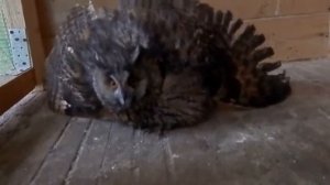 Заказать сову домашнюю цена живая в Москве, 8(916)702-11-08