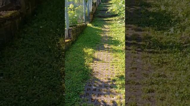 Дачи в Германии, как выглядят дачи в бывшем ГДР #германия #дача #сад смотреть онлайн