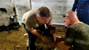 Покупка романовской породы овец...НЕДОСКАЗАННОЕ🐑📚 "Мое Подворье"