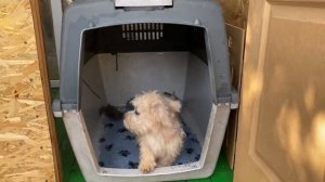 Как приучить щенка к клетке