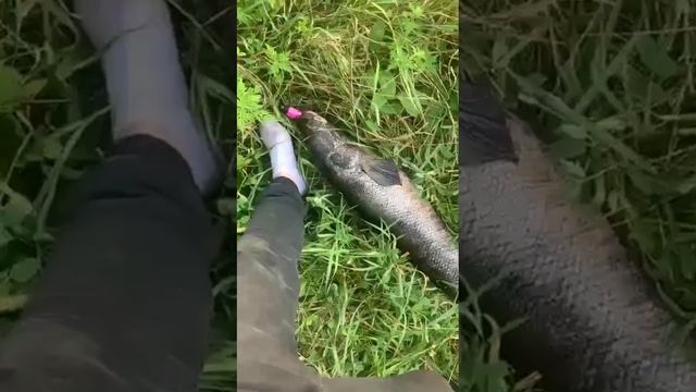 Змееголов 7 кг на лягушку 80 мм 25 гр №1 от Mr.Musurok 🔥