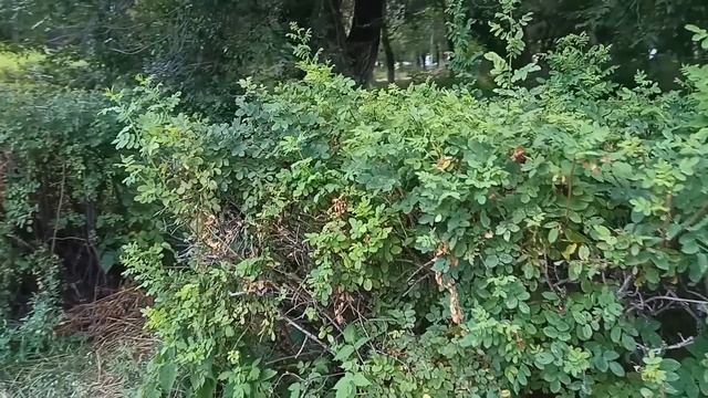 Я не прислуга для вашей семьи, чтобы вы могли так со мной разговаривать - сказала невестка смотреть онлайн